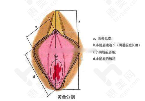 个性化发际线设计