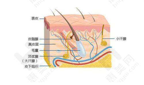 合肥曙光植发2025年价格表